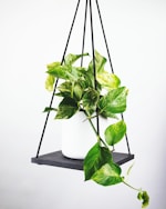 Logo of Manchester City Football Club